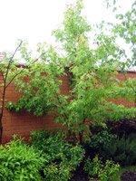 Acer saccharinum