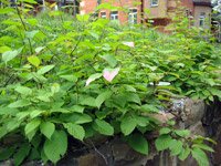 Actinidia kolomicta