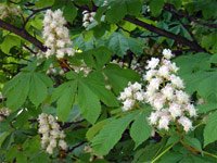 Aesculus hippocastanum