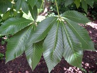 Aesculus octandra