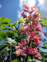 Aesculus x carnea