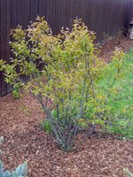 Amelanchier lamarckii