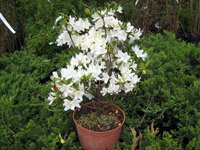 Azalia japonica Kermesina Alba