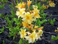 Azalia hybrida Narcissiflora