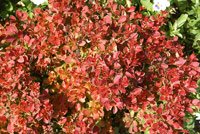 Berberis thunbergii Admiration