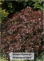 Berberis thunbergii Atropurpurea Nana