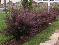 Berberis thunbergii Atropurpurea