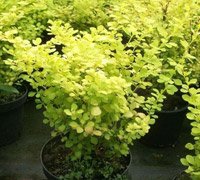 Berberis thunbergii Aurea