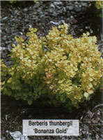 Berberis thunbergii Bonanza Gold