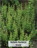 Berberis thunbergii Erecta