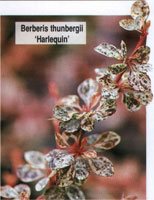 Berberis thunbergii Harlequin