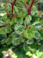 Berberis thunbergii Kornik