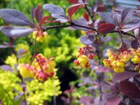 Berberis xottawensis Superba