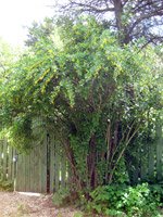 Berberis vulgaris