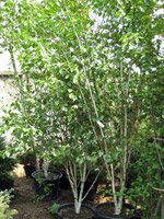 Betula jacquemontii