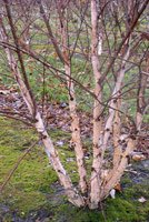 Betula nigra