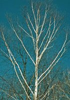 Betula papyrifera