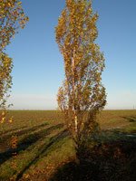 Betula pendula Fastigiata