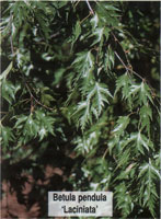 Betula pendula Laciniata