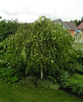 Betula pendula Youngii