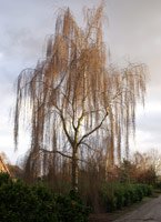 Betula pendula