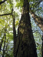 Cercidiphyllum japonicum