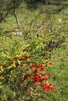 Chaenomeles superba Pink Lady