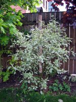 Cornus alba Argenteomarginata