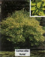 Cornus alba Aurea