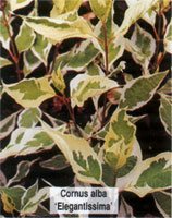 Cornus alba Elegantissima