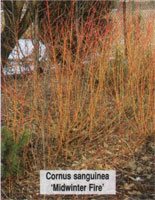 Cornus sanguinea Midwinter Fire