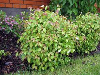 Cornus sanguinea