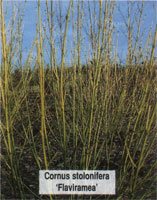 Cornus stolonifera Flaviramea