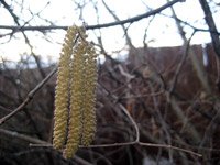 Corylus avellana