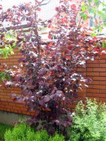 Corylus maxima Purpurea