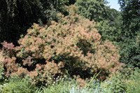 Cotinus coggygria