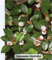 Cotoneaster divaricatus