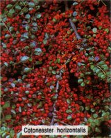 Cotoneaster horizontalis