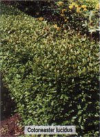 Cotoneaster lucidus