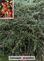 Cotoneaster perpusillus