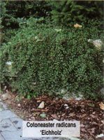 Cotoneaster procumbens Streib s Eichholz