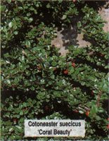 Cotoneaster suecicus Coral Beauty
