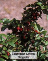 Cotoneaster suecicus Skogholm