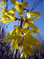 Forsythia intermedia