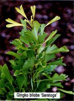 Ginko biloba Saratoga