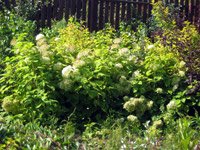 Hydrangea arborescens Annabelle