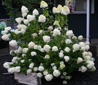 Hydrangea paniculata Limelight