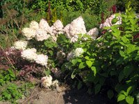 Hydrangea paniculata Grandiflora