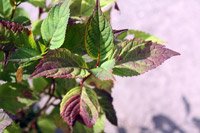 Hydrangea ser. Intermedia