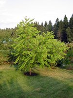 Juglans cinerea